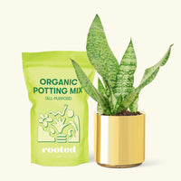 Small Snake Plant (Sansevieria zeylanica) in a gold cylinder pot and a bag of soil.