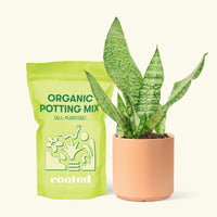 Small Snake Plant (Sansevieria zeylanica) in a peach cylinder pot and a bag of soil.