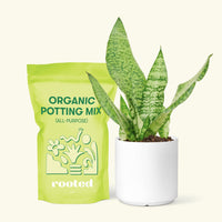Small Snake Plant (Sansevieria zeylanica) in a white cylinder pot and a bag of soil.