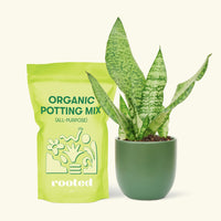 Small Snake Plant (Sansevieria zeylanica) in a green rounded pot and a bag of soil.