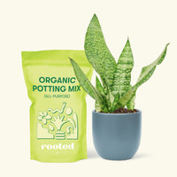 Small Snake Plant (Sansevieria zeylanica) in a indigo rounded pot and a bag of soil.