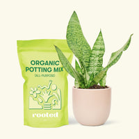 Small Snake Plant (Sansevieria zeylanica) in a pink rounded pot and a bag of soil.