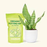 Small Snake Plant (Sansevieria zeylanica) in a white rounded pot and a bag of soil.