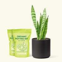 Medium Snake Plant 'Zeylanica' (Sansevieria zeylanica) in a black cylinder pot and two bag of soil.
