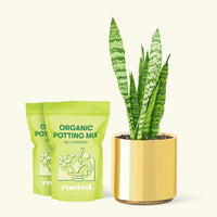 Medium Snake Plant 'Zeylanica' (Sansevieria zeylanica) in a gold cylinder pot and two bag of soil.
