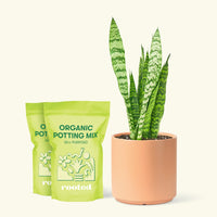 Medium Snake Plant 'Zeylanica' (Sansevieria zeylanica) in a peach cylinder pot and two bag of soil.