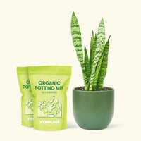Medium Snake Plant 'Zeylanica' (Sansevieria zeylanica) in a green rounded pot and two bag of soil.