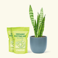 Medium Snake Plant 'Zeylanica' (Sansevieria zeylanica) in a indigo rounded pot and two bag of soil.