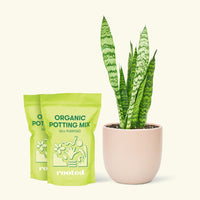 Medium Snake Plant 'Zeylanica' (Sansevieria zeylanica) in a pink rounded pot and two bag of soil.