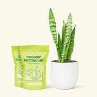 Medium Snake Plant 'Zeylanica' (Sansevieria zeylanica) in a white rounded pot and two bag of soil.