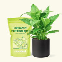 Small Spath Peace Lily (Spathiphyllum wallisii) in a black cylinder pot and a bag of soil.