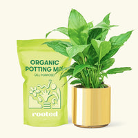 Small Spath Peace Lily (Spathiphyllum wallisii) in a gold cylinder pot and a bag of soil.