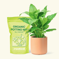 Small Spath Peace Lily (Spathiphyllum wallisii) in a peach cylinder pot and a bag of soil.