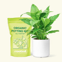 Small Spath Peace Lily (Spathiphyllum wallisii) in a white cylinder pot and a bag of soil.