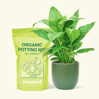 Small Spath Peace Lily (Spathiphyllum wallisii) in a green rounded pot and a bag of soil.