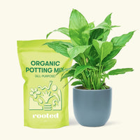Small Spath Peace Lily (Spathiphyllum wallisii) in a indigo rounded pot and a bag of soil.
