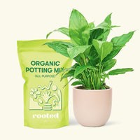 Small Spath Peace Lily (Spathiphyllum wallisii) in a pink rounded pot and a bag of soil.
