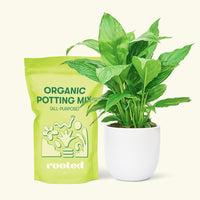 Small Spath Peace Lily (Spathiphyllum wallisii) in a white rounded pot and a bag of soil.