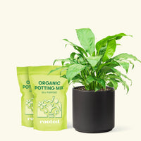 Medium Peace Lily (Spathiphyllum wallisii) in a black cylinder pot and two bag of soil.