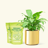 Medium Peace Lily (Spathiphyllum wallisii) in a gold cylinder pot and two bag of soil.