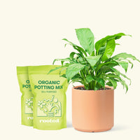 Medium Peace Lily (Spathiphyllum wallisii) in a peach cylinder pot and two bag of soil.