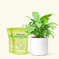 Medium Peace Lily (Spathiphyllum wallisii) in a white cylinder pot and two bag of soil.