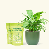 Medium Peace Lily (Spathiphyllum wallisii) in a green rounded pot and two bag of soil.