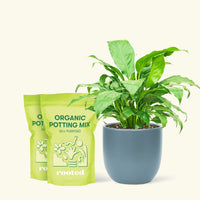 Medium Peace Lily (Spathiphyllum wallisii) in a indigo rounded pot and two bag of soil.