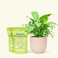 Medium Peace Lily (Spathiphyllum wallisii) in a pink rounded pot and two bag of soil.