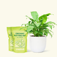 Medium Peace Lily (Spathiphyllum wallisii) in a white rounded pot and two bag of soil.