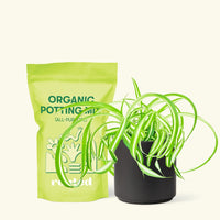 Small Spider Plant ‘Bonnie’ (Chlorophytum comosum ‘Bonnie’) in a black cylinder pot and a bag of soil.