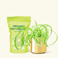 Small Spider Plant ‘Bonnie’ (Chlorophytum comosum ‘Bonnie’) in a gold cylinder pot and a bag of soil.