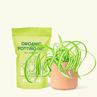 Small Spider Plant ‘Bonnie’ (Chlorophytum comosum ‘Bonnie’) in a peach cylinder pot and a bag of soil.