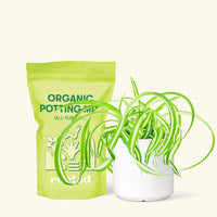 Small Spider Plant ‘Bonnie’ (Chlorophytum comosum ‘Bonnie’) in a white cylinder pot and a bag of soil.