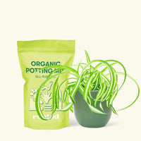 Small Spider Plant ‘Bonnie’ (Chlorophytum comosum ‘Bonnie’) in a green rounded pot and a bag of soil.