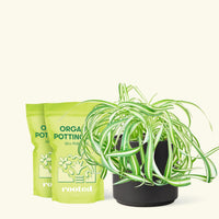 Medium Spider Plant 'Bonnie' (Chlorophytum comosum ‘Bonnie’) in a black cylinder pot and two bag of soil.