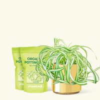 Medium Spider Plant 'Bonnie' (Chlorophytum comosum ‘Bonnie’) in a gold cylinder pot and two bag of soil.