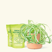 Medium Spider Plant 'Bonnie' (Chlorophytum comosum ‘Bonnie’) in a peach cylinder pot and two bag of soil.