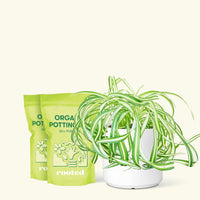 Medium Spider Plant 'Bonnie' (Chlorophytum comosum ‘Bonnie’) in a white cylinder pot and two bag of soil.