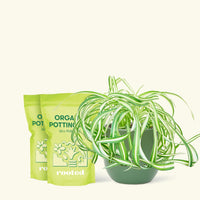 Medium Spider Plant 'Bonnie' (Chlorophytum comosum ‘Bonnie’) in a green rounded pot and two bag of soil.