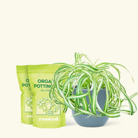 Medium Spider Plant 'Bonnie' (Chlorophytum comosum ‘Bonnie’) in a indigo rounded pot and two bag of soil.