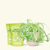 Medium Spider Plant 'Bonnie' (Chlorophytum comosum ‘Bonnie’) in a pink rounded pot and two bag of soil.