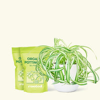 Medium Spider Plant 'Bonnie' (Chlorophytum comosum ‘Bonnie’) in a white rounded pot and two bag of soil.
