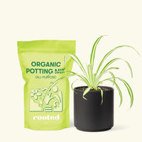 Small Variegated Spider Plant (Chlorophytum comosum variegata) in a black cylinder pot and a bag of soil.