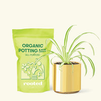 Small Variegated Spider Plant (Chlorophytum comosum variegata) in a gold cylinder pot and a bag of soil.