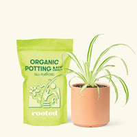 Small Variegated Spider Plant (Chlorophytum comosum variegata) in a peach cylinder pot and a bag of soil.