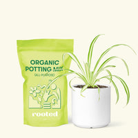 Small Variegated Spider Plant (Chlorophytum comosum variegata) in a white cylinder pot and a bag of soil.