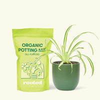 Small Variegated Spider Plant (Chlorophytum comosum variegata) in a green rounded pot and a bag of soil.