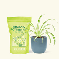 Small Variegated Spider Plant (Chlorophytum comosum variegata) in a indigo rounded pot and a bag of soil.