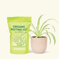 Small Variegated Spider Plant (Chlorophytum comosum variegata) in a pink rounded pot and a bag of soil.